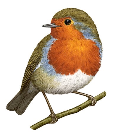 Click to enlarge image: Robin