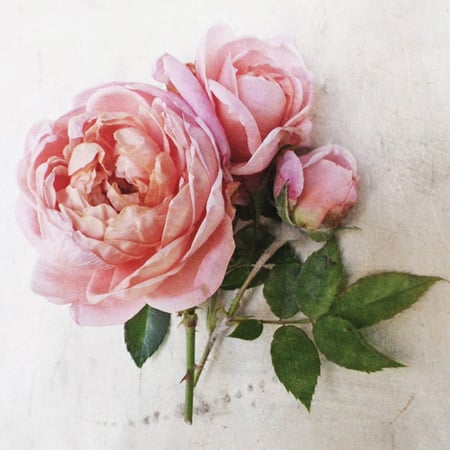 Photo of a pink rose in vintage style for art licensing