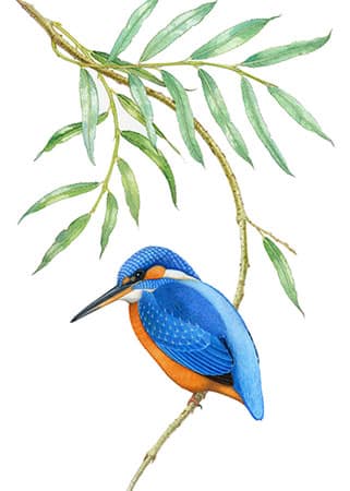 Painting of a kingfisher on a white background