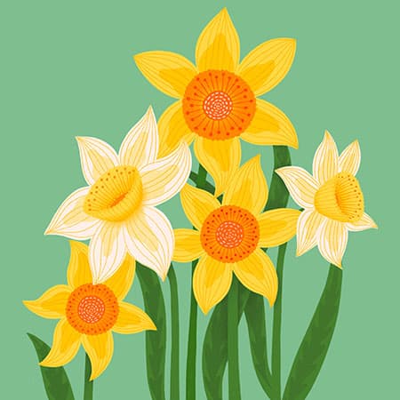 An illustration of daffodils on a green background easter card design