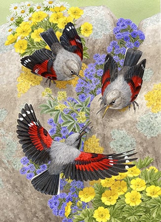 Painting of colourful wallcreeper birds for art licensing