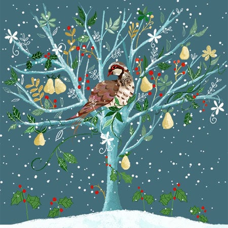Christmas holiday illustration or a partridge in a pear tree on a teal background for art licensing