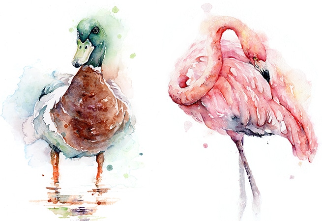 Amanda gordon watercolour artist flamingo and duck paintings for art licensing