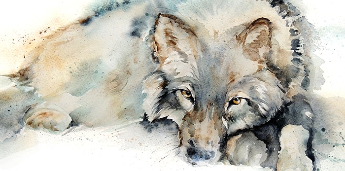 Amanda gordon watercolour artist wolf painting for art licensing